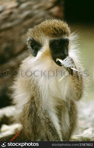 Side view of a monkey eating a shoot, Barbados