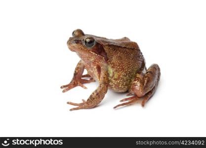 Side view of a single Common brown frog on white background