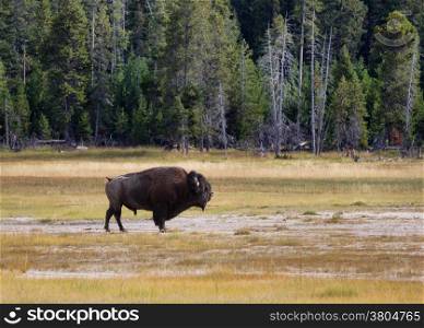 Side view of a single large senior North American Buffalo standing in the Yellowstone Park prairie