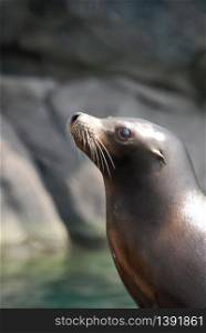 Side view of a young sea lion.