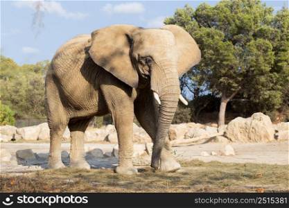 Side view of african elephant walking in the nature. African elephant walking in the nature