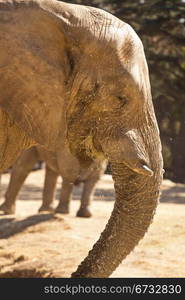 Side view of an elephant eating grass with its trunk