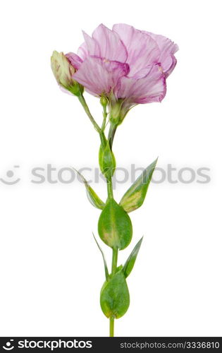 Side view of beautiful pink flower isolated on white.