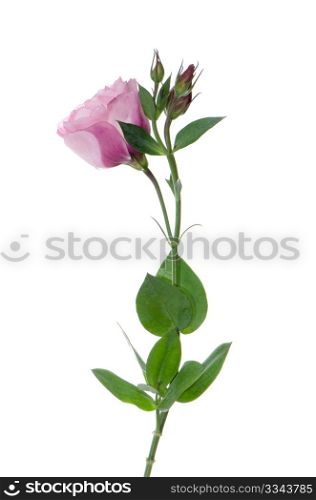 Side view of beautiful pink flower isolated on white.