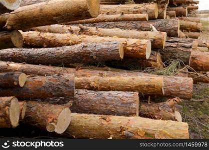 Side view of commercial timber, pine tree logs after clear cut of forest. uncontrolled deforestation. selective focus. Side view of commercial timber, pine tree logs after clear cut of forest. uncontrolled deforestation. selective focus.