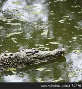 Side view of crocodile swimming in water in Australia.