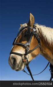 Side view of draft horse in harness and blinders.