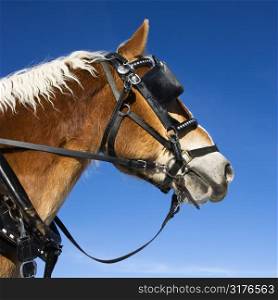Side view of draft horse wearing bridle and blinders.