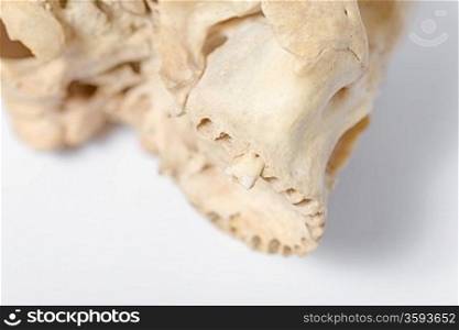 Side view of human skull jaw