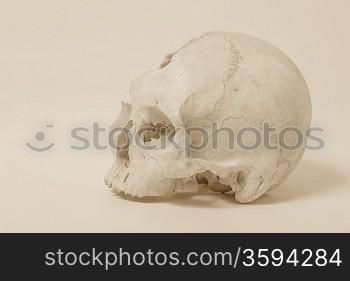 Side view of human skull old photo like study drawing pencil on obsolete paper.