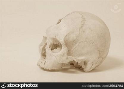 Side view of human skull old photo like study drawing pencil on obsolete paper.