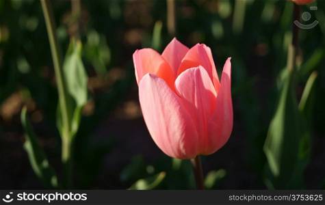 Side view of single pink tulip lit in sun