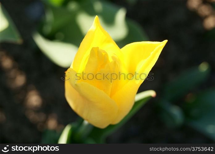 Side view of single yellow tulip lit in sun