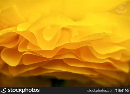 Side view of the petals of a yellow ranunculus
