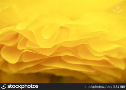 Side view of the petals of a yellow ranunculus, shallow depth of field