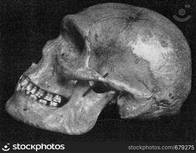 Side view of the same skull of a primitive Australian with very pronounced supraorbital bulges, vintage engraved illustration. From the Universe and Humanity, 1910.