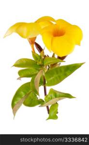 Side view of yellow flowering Mandevilla (Dipladenia) isolated on white background.