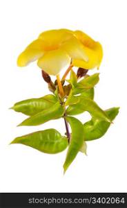 Side view of yellow flowering Mandevilla (Dipladenia) isolated on white background.
