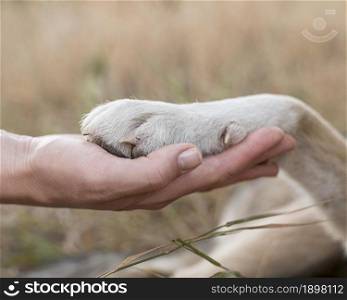 side view person holding dog s paw. Resolution and high quality beautiful photo. side view person holding dog s paw. High quality beautiful photo concept