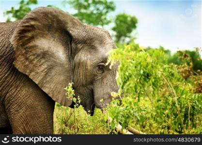 Side view portrait of a beautiful elephant eating tree leaves, big wild animal, safari game drive, Eco travel and tourism, Kruger national park, South Africa