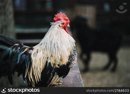 side view rooster perching wooden fence