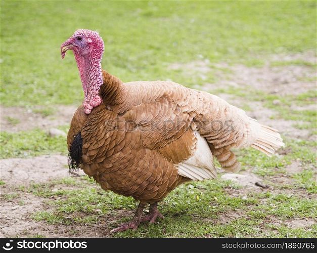 side view turkey outdoors . Resolution and high quality beautiful photo. side view turkey outdoors . High quality and resolution beautiful photo concept