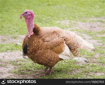 side view turkey outdoors . Resolution and high quality beautiful photo. side view turkey outdoors . High quality and resolution beautiful photo concept