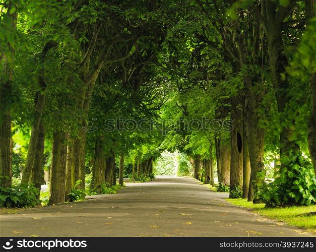sidewalk walking pavement alley path with trees in park. nature landscape. summer walk.