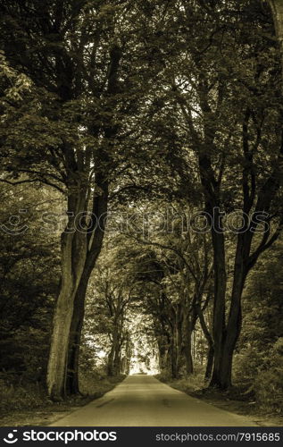 Sidewalk walking pavement mysterious alley path with old big trees in park. Beauty nature landscape. Summer walk.