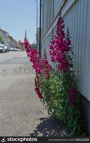 Sidewalk with purple snapdragon flowers in the small town Borgholm in Sweden