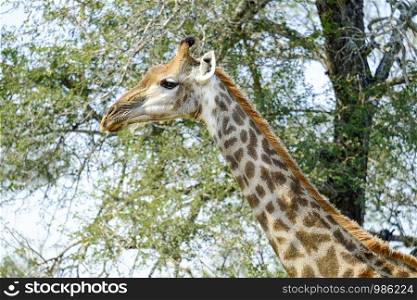 Sideway image of Giraffe in the wild