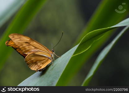 sideways delicate orange butterfly