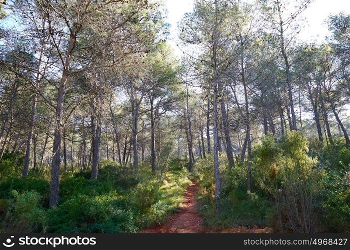 Sierra Calderona mountains in Valencia pine forest of Spain