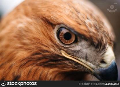 sight of a bird of prey close up