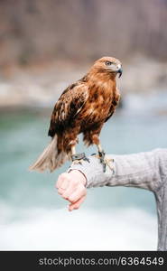 sight of a bird of prey close up