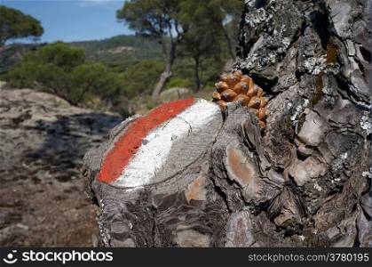 Sign of Carian way on the pine tree in the forest, Turkey