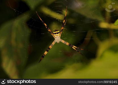 Signature spider, Argiope keyserlingi Bokaro, West Bengal, India