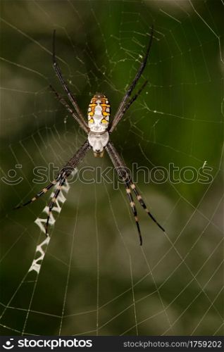 Signature Spider on web, Argiope aurantia, West Bengal, India