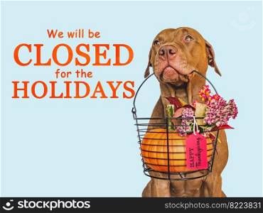 Signboard with the inscription We will be closed for the Holidays. Charming brown dog and bright background. Close-up, indoors. Studio shot. Pet care concept. Lovely brown puppy and ripe, juicy pumpkin