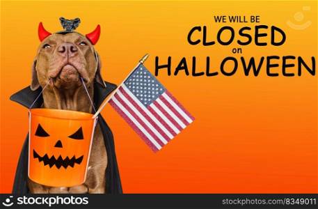 Signboard with the inscription We will be closed on Halloween. Lovable brown dog and bright background. Close-up, indoors. Studio shot. Pet care concept. Signboard with the inscription We will be closed on Halloween