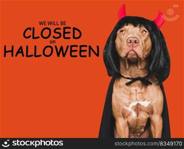 Signboard with the inscription We will be closed on Halloween. Lovable brown dog and bright, isolated background. Close-up, indoors. Studio shot. Pet care concept. Signboard with the inscription We will be closed on Halloween