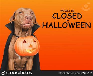 Signboard with the inscription We will be closed on Halloween. Lovable brown dog and bright, isolated background. Close-up, indoors. Studio shot. Pet care concept. Signboard with the inscription We will be closed on Halloween
