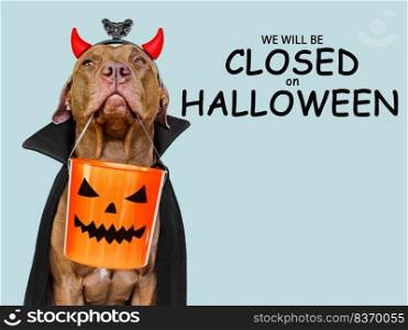 Signboard with the inscription We will be closed on Halloween. Lovable brown dog and bright background. Close-up, indoors. Studio shot. Pet care concept. Signboard with the inscription We will be closed on Halloween