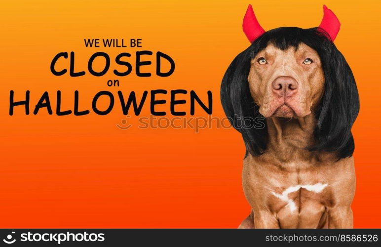 Signboard with the inscription We will be closed on Halloween. Lovable brown dog and bright, isolated background. Close-up, indoors. Studio shot. Pet care concept. Signboard with the inscription We will be closed on Halloween