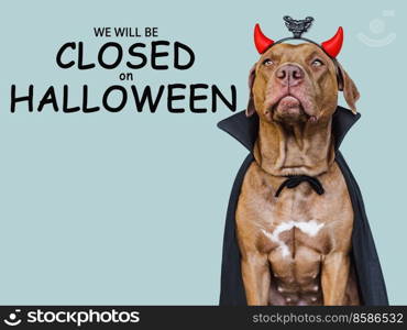 Signboard with the inscription We will be closed on Halloween. Lovable brown dog and bright background. Close-up, indoors. Studio shot. Pet care concept. Signboard with the inscription We will be closed on Halloween