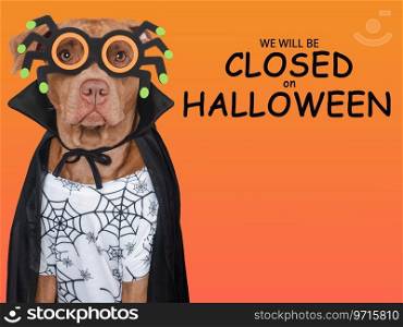 Signboard with the inscription We will be closed on Halloween. Cute brown dog and Count Dracula costume. Closeup, indoors. Studio shot. Pet care concept. Signboard with the inscription We will be closed on Halloween