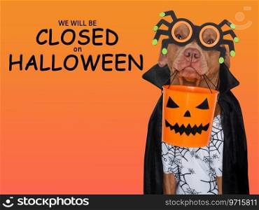 Signboard with the inscription We will be closed on Halloween. Cute brown dog and Count Dracula costume. Closeup, indoors. Studio shot. Pet care concept. Signboard with the inscription We will be closed on Halloween