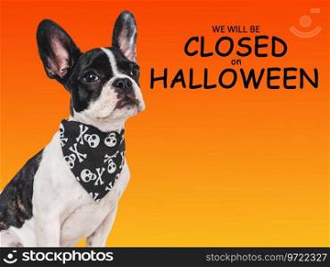 Signboard with the inscription We will be closed on Halloween. Cute puppy dog and Count Dracula costume. Closeup, indoors. Studio shot. Pet care concept. Signboard with the inscription We will be closed on Halloween