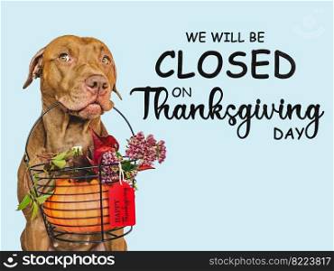 Signboard with the inscription We will be closed on Thanksgiving. Charming brown dog and bright background. Close-up, indoors. Studio shot. Pet care concept. Lovely brown puppy and ripe, juicy pumpkin