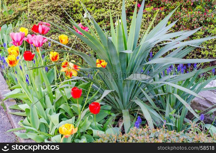 Signs of spring tulips bA?hende a one Vorgartenbeet
